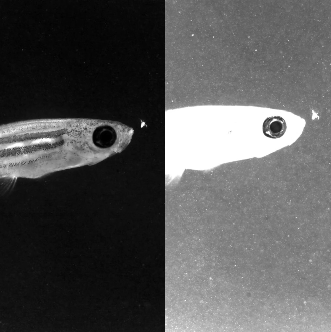 Multiple view of zebrafish suction feeding