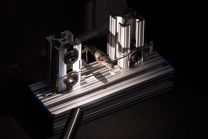 Stickleback in an experimental setup