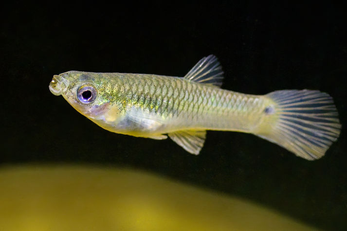 Trinidadian guppy feeding on brine shrimp cyst