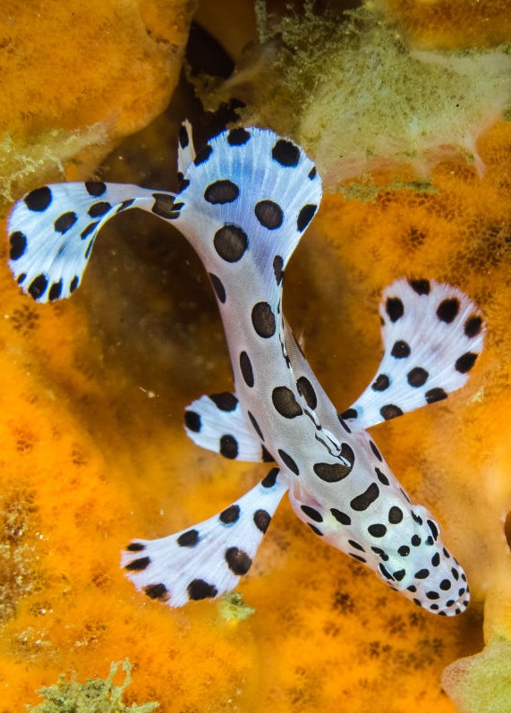 Dorsal view of a tropical fish