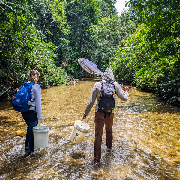 Field work in the streams of Trinidad